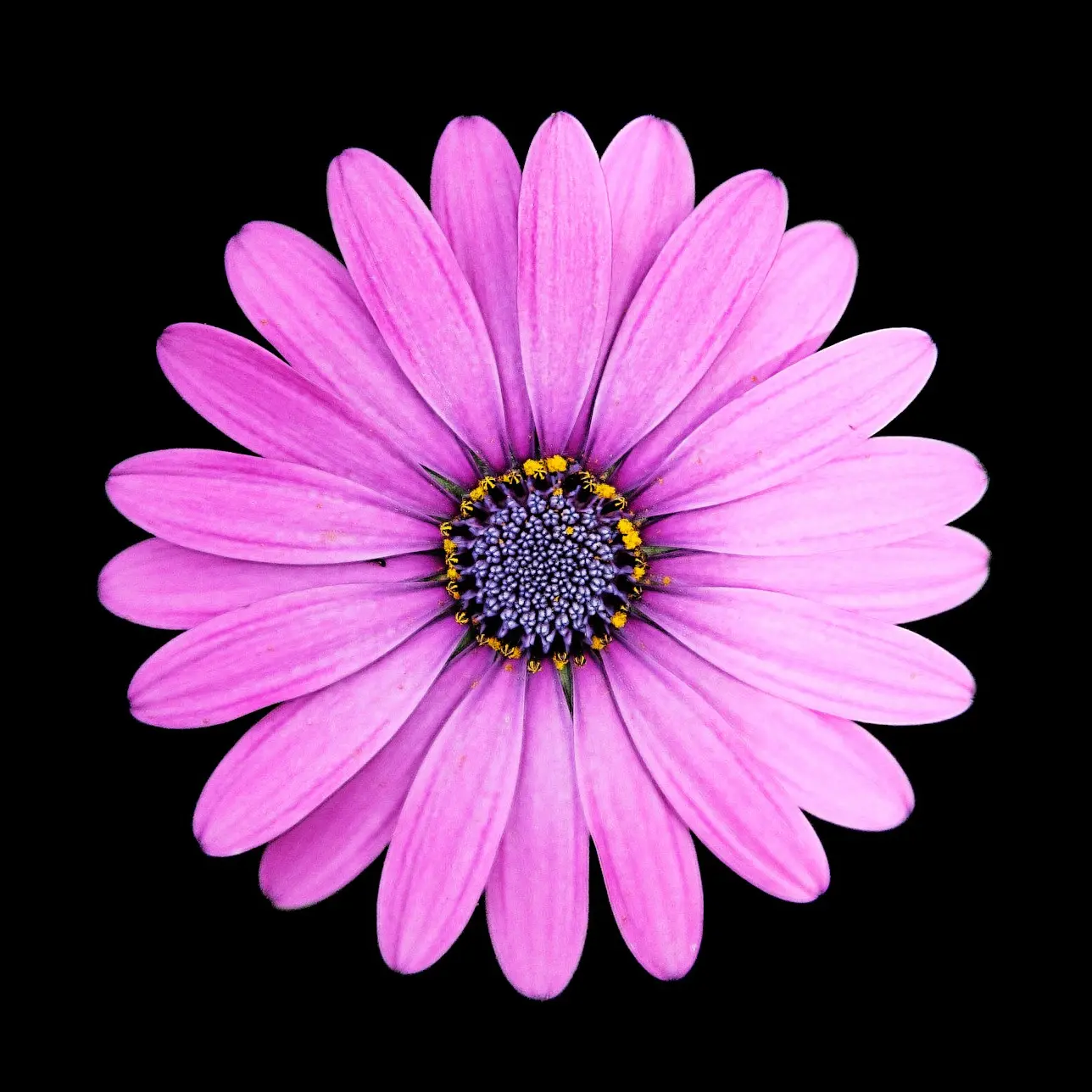 top view photo of purple daisy