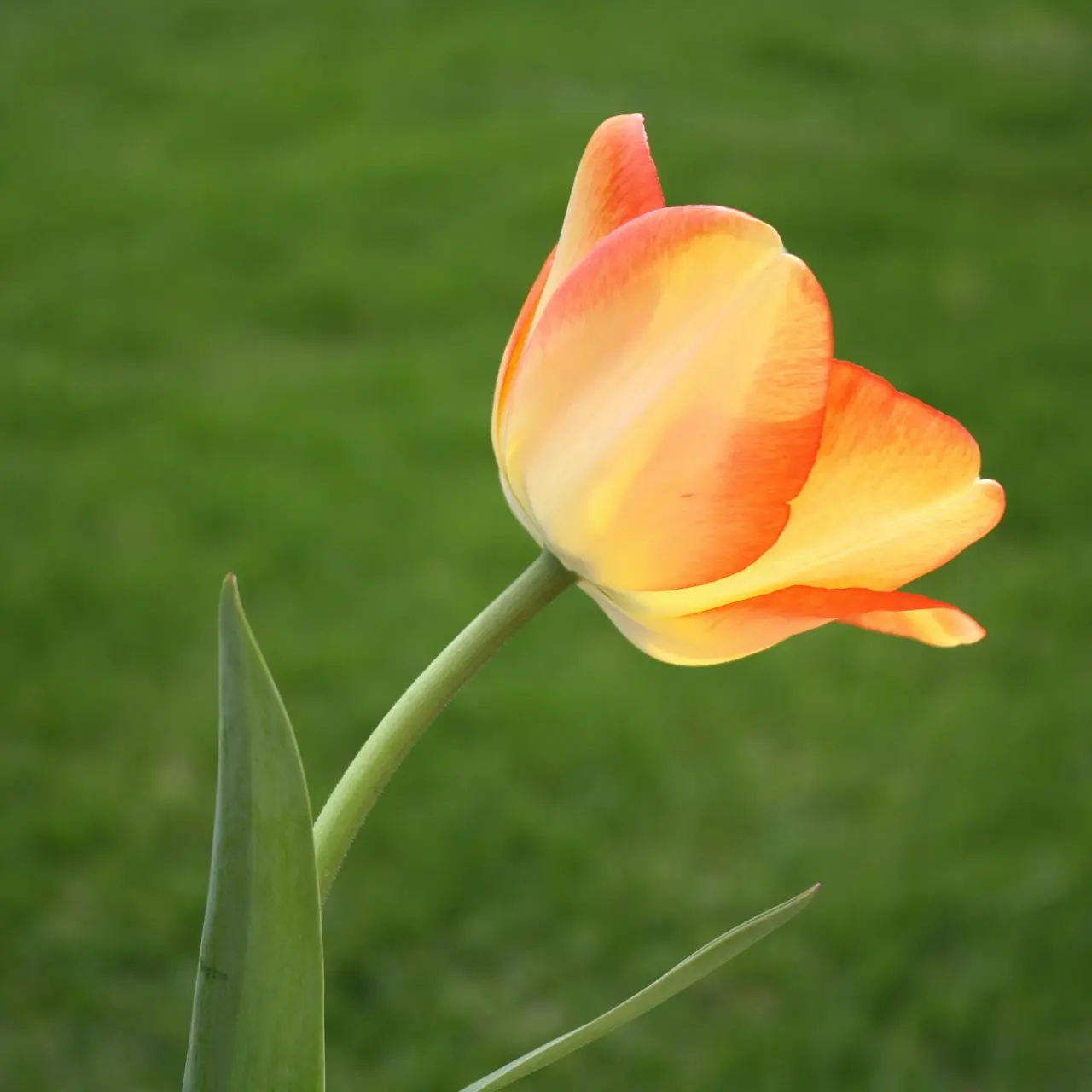 orange flower in tilt shift lens