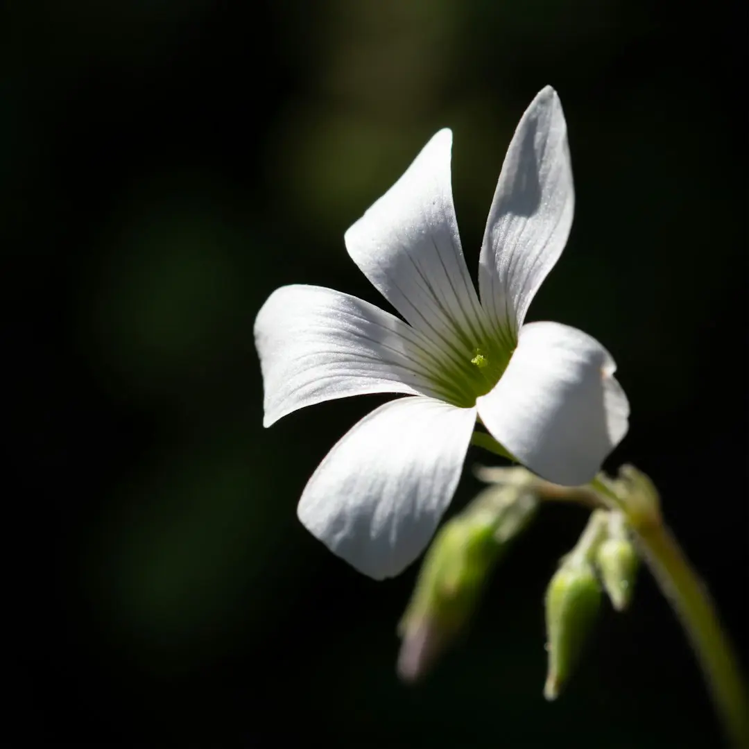 white-petaled flower
